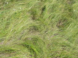 Image de Stipa tirsa Steven