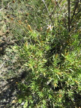 Image of Lophopappus foliosus Rusby