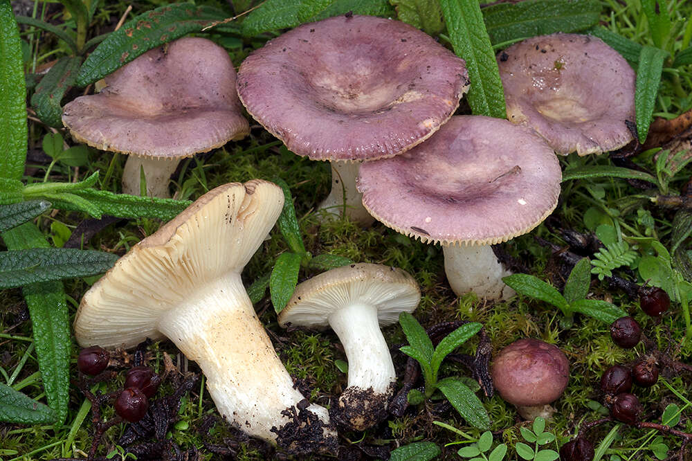 Image of Russula cistoadelpha M. M. Moser & Trimbach 1981