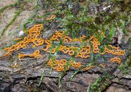 Image of Pretzel slime mold