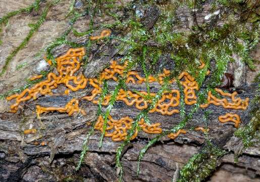 Image of Pretzel slime mold