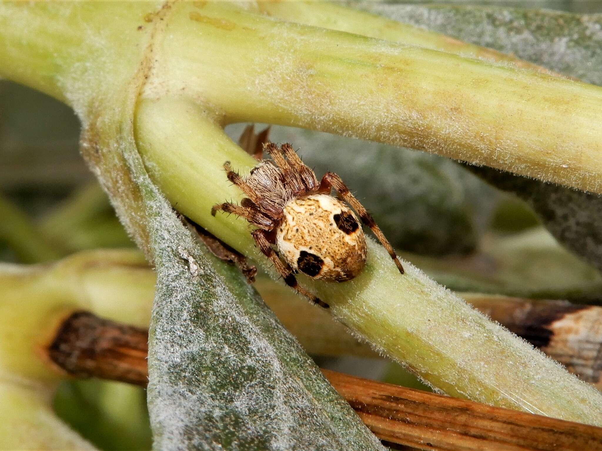 Image of Salsa fuliginata (L. Koch 1872)