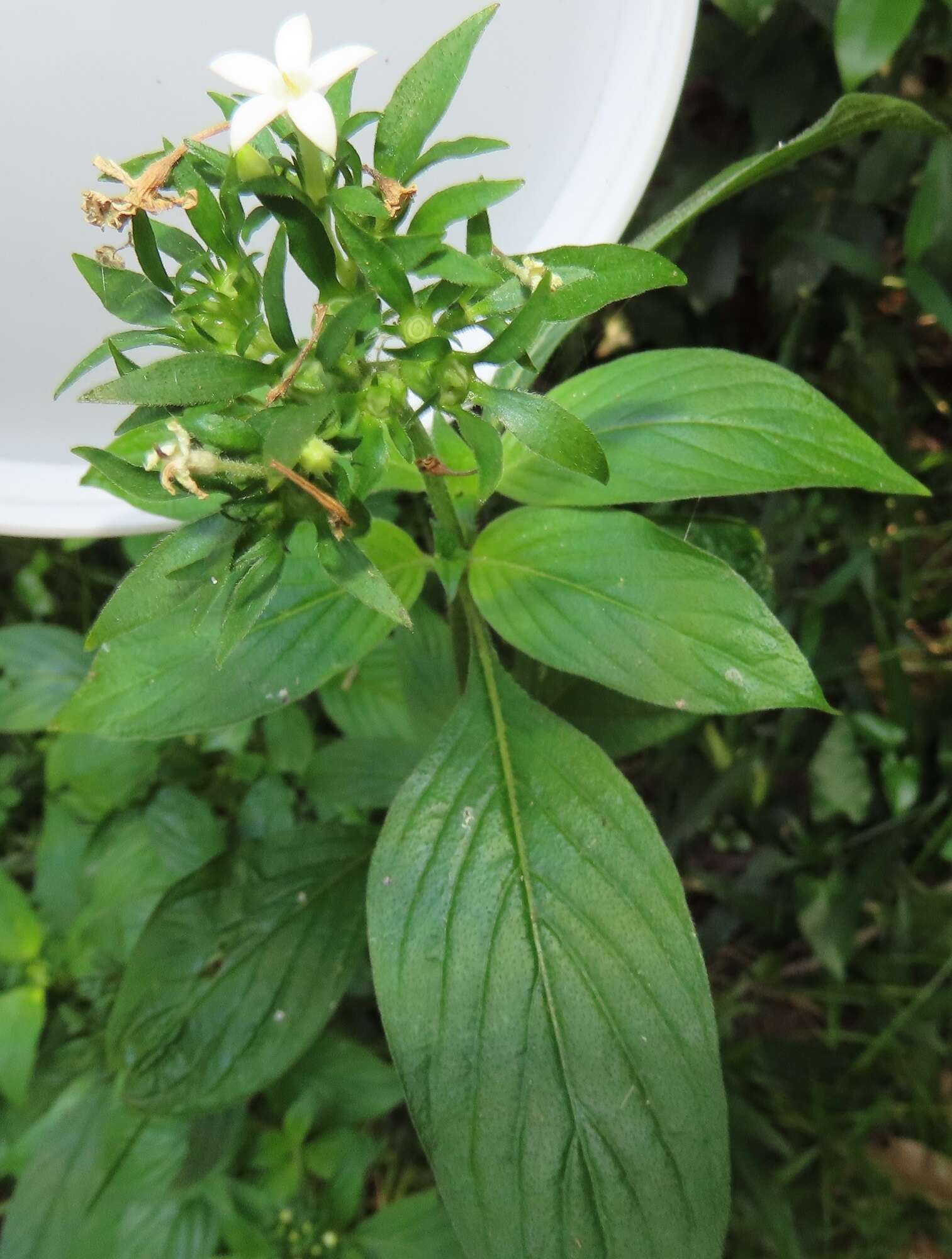 Image of Pentas micrantha Baker