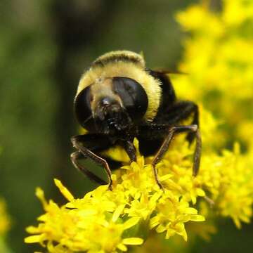 Imagem de Eristalis flavipes Walker 1849