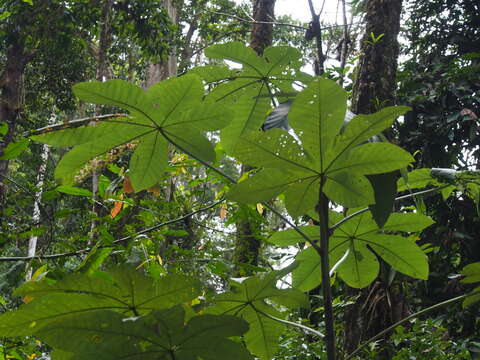 Image of Guarumo tree