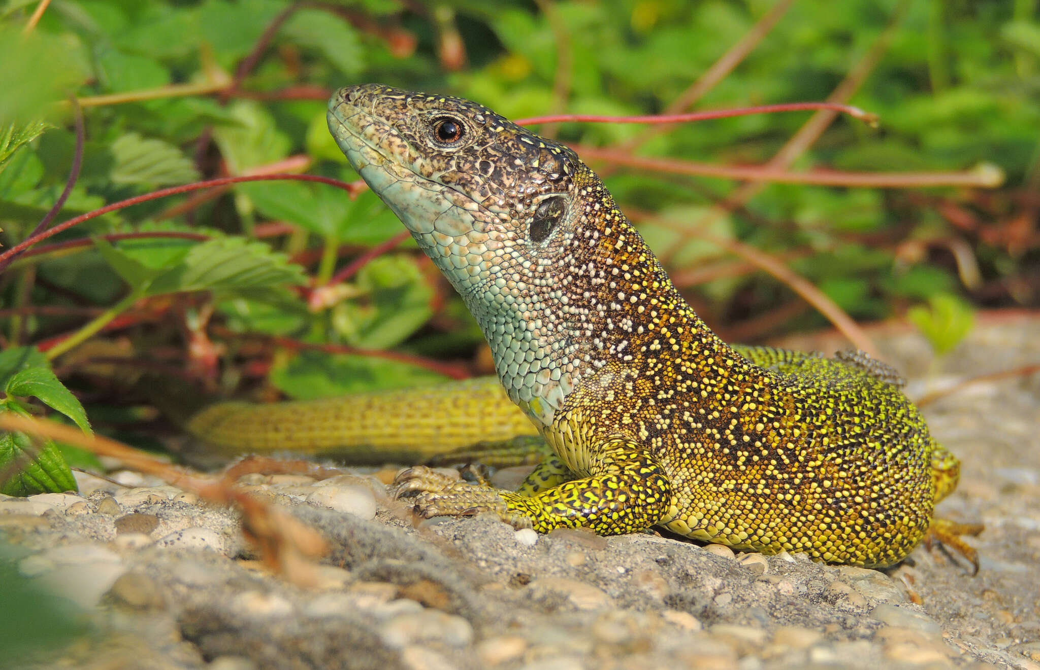 Image de Lacerta viridis viridis (Laurenti 1768)