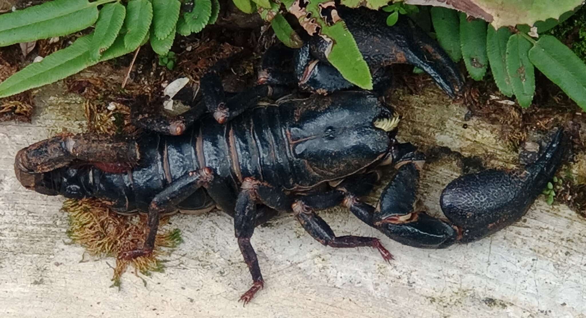 Javanimetrus cyaneus (C. L. Koch 1836) resmi