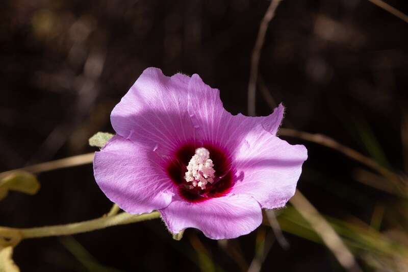 Hibiscus solanifolius F. Müll.的圖片