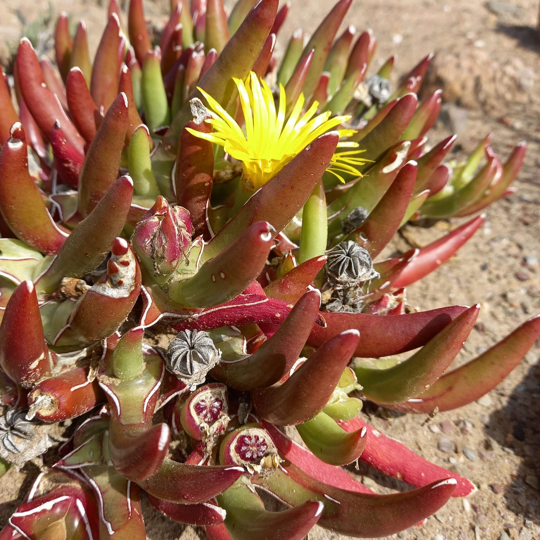 Image of Glottiphyllum peersii L. Bol.