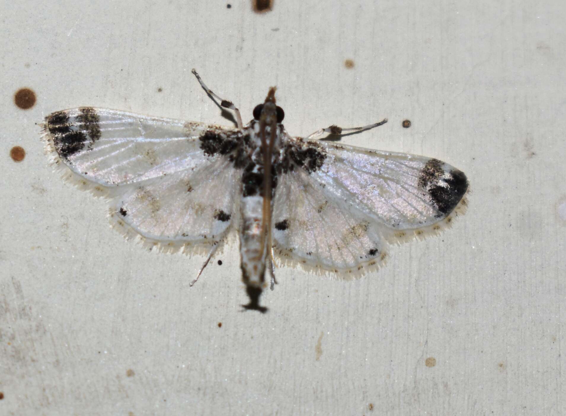 Image of Analyta apicalis