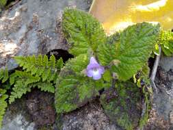 Imagem de Eucodonia verticillata (Martens & Galeotti) Wiehler