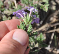 Image of Glandularia venturii (Moldenke) Botta