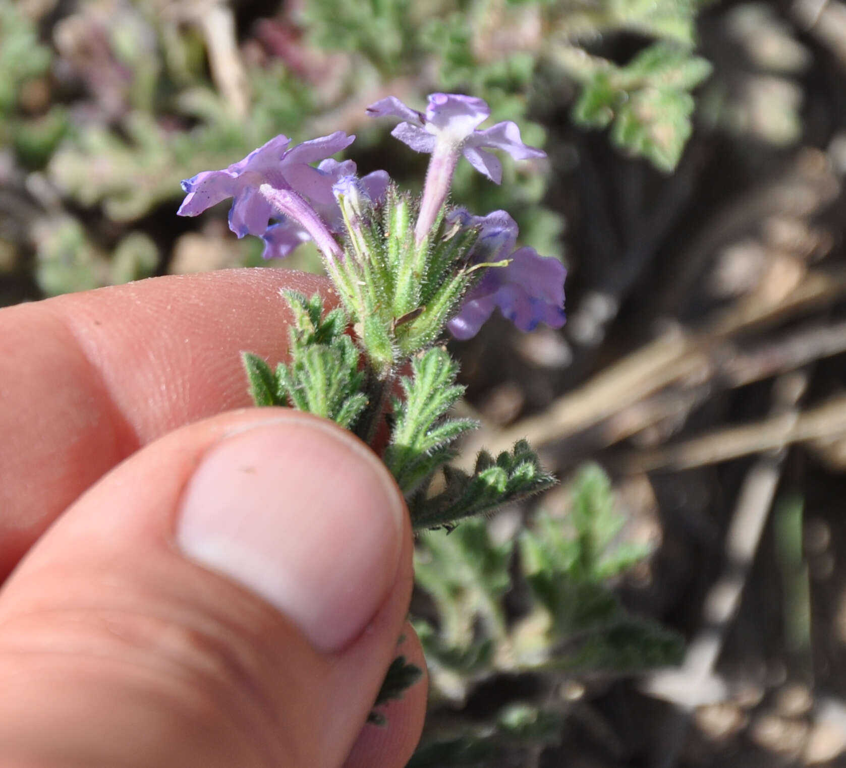 Image of Glandularia venturii (Moldenke) Botta