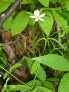 Image of Coastal Rose-Gentian