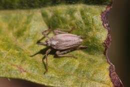 Image de Scolops californica Lawson & Beamer 1930