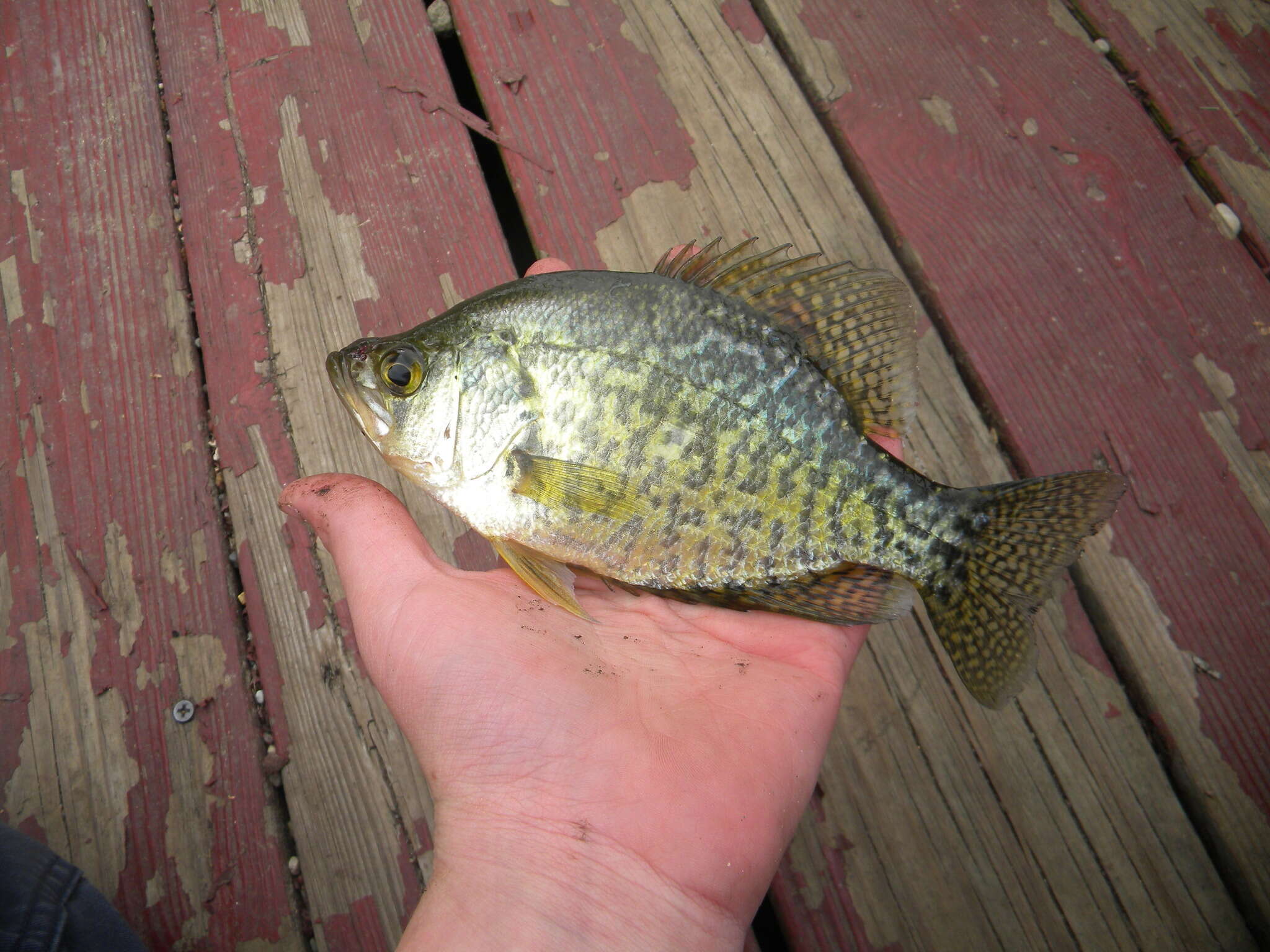 Image of Black Crappie