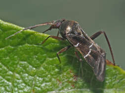 Image of Leaf bug