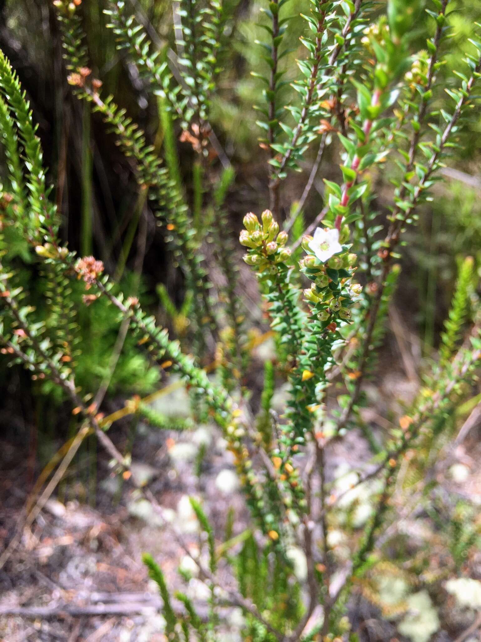 Image of Epacris pauciflora A. Rich.