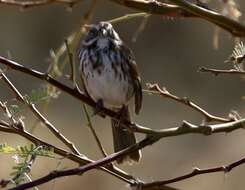 Image of Melospiza melodia fallax (Baird & SF 1854)