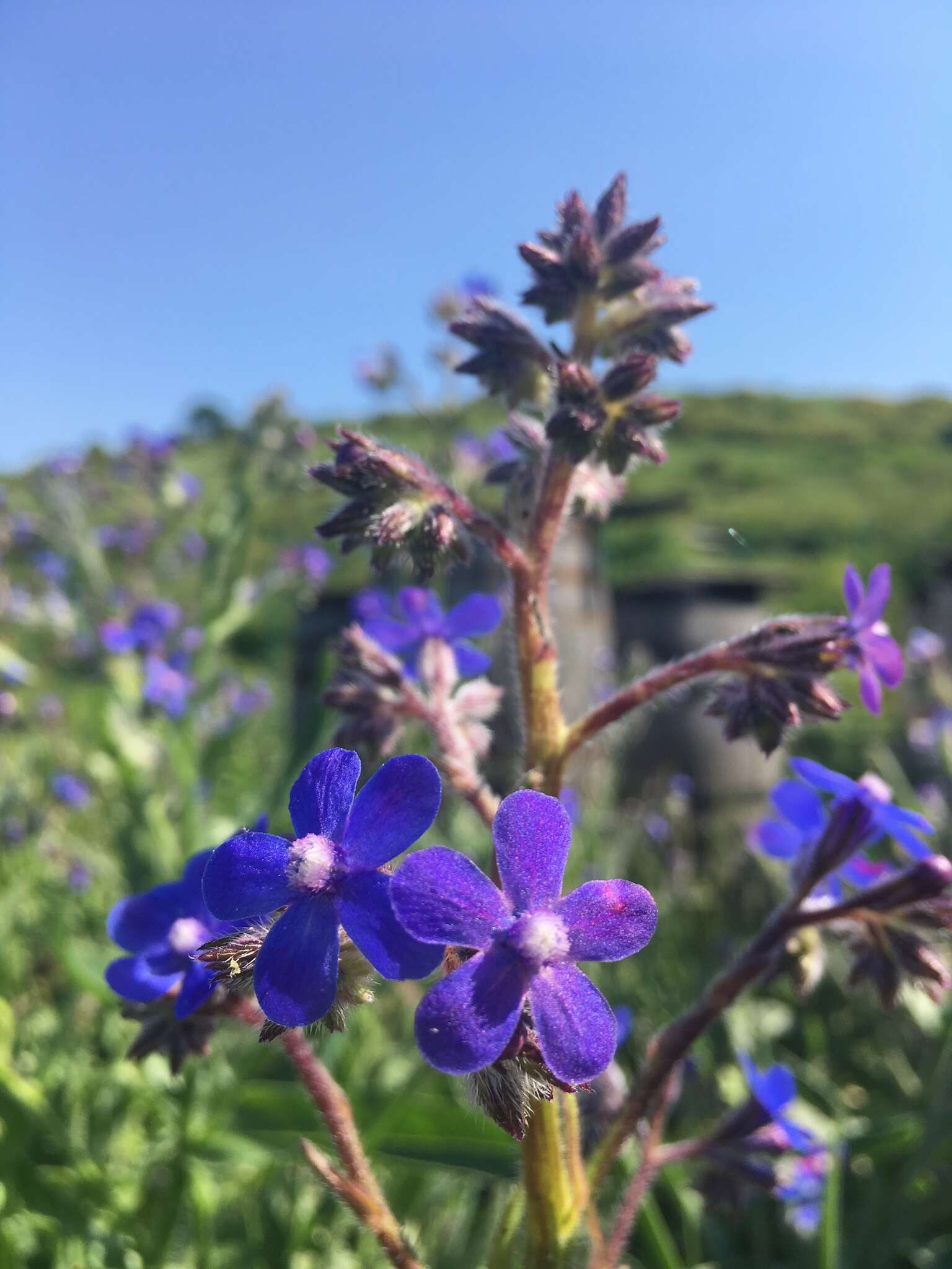 Image of Italian bugloss