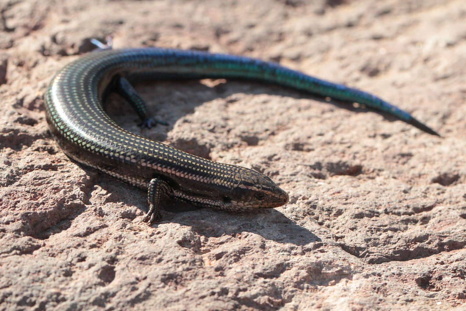 Plancia ëd Chalcides sexlineatus sexlineatus Steindachner 1891