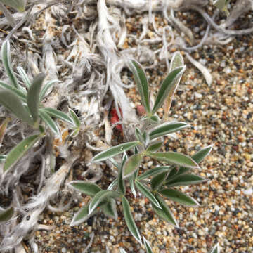 Image of Tidestrom's lupine