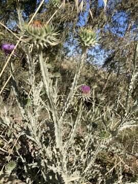 Image of Moor's Cotton Thistle