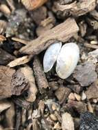 Image of Long Fingernail Clam