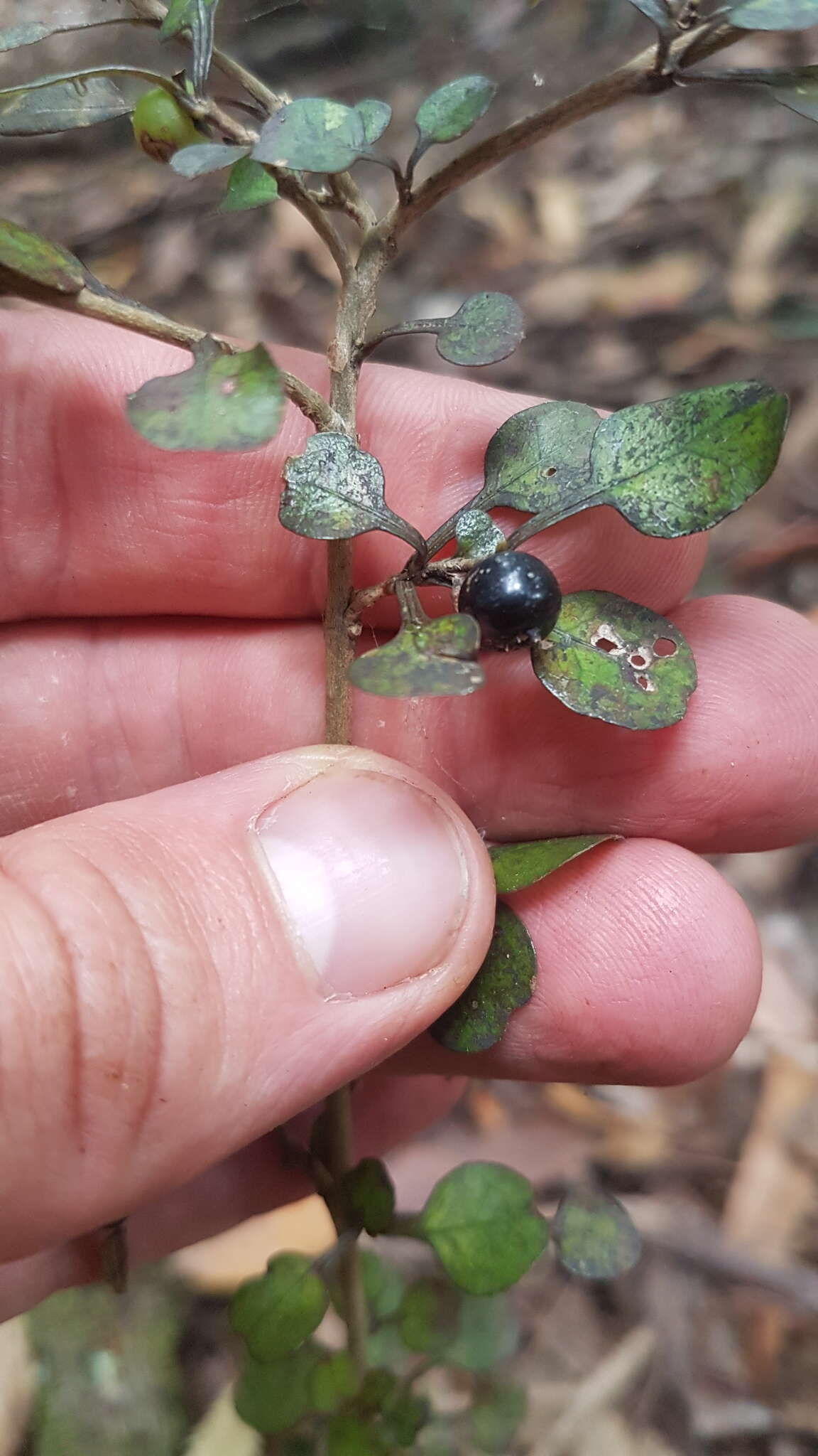 Image of Coprosma spathulata subsp. spathulata