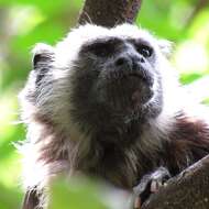 Image of Silvery-brown Bare-face Tamarin