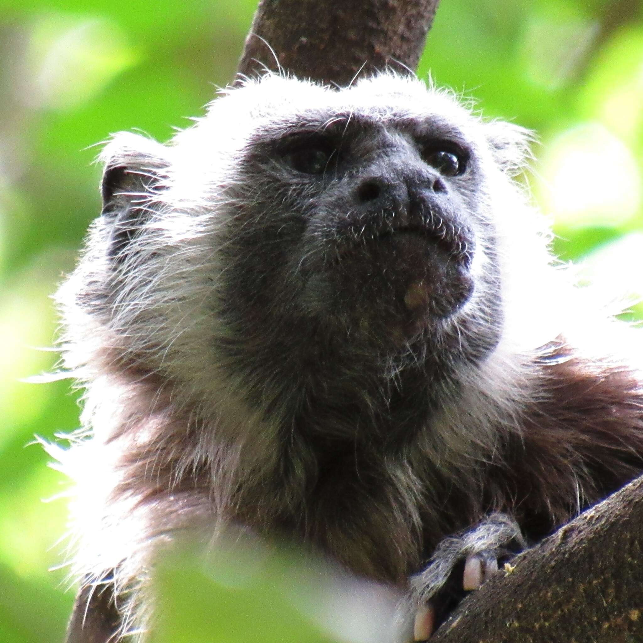 Image of Silvery-brown Bare-face Tamarin