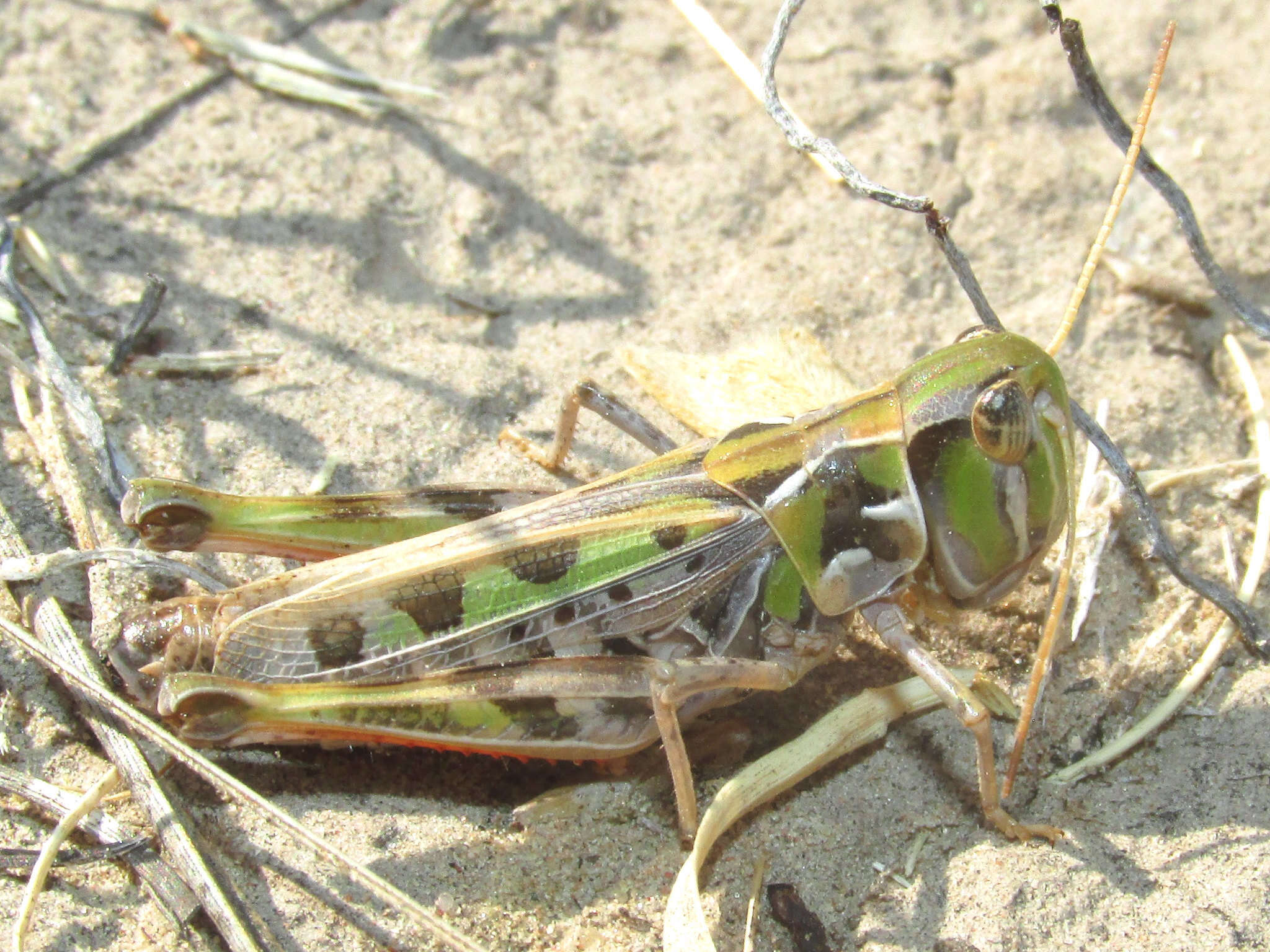 Image of Four-spotted Grasshopper