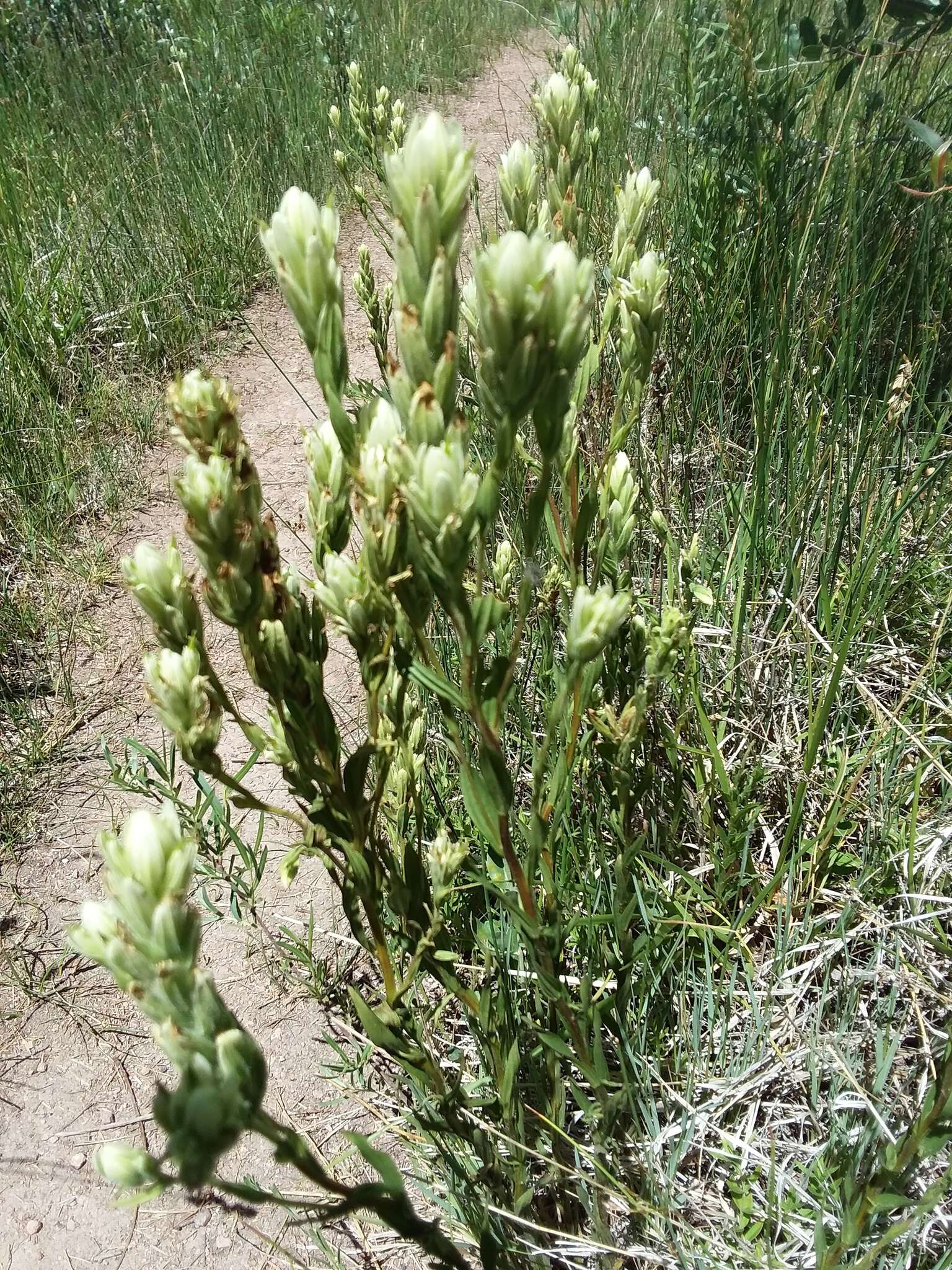 Image of Labrador Indian paintbrush