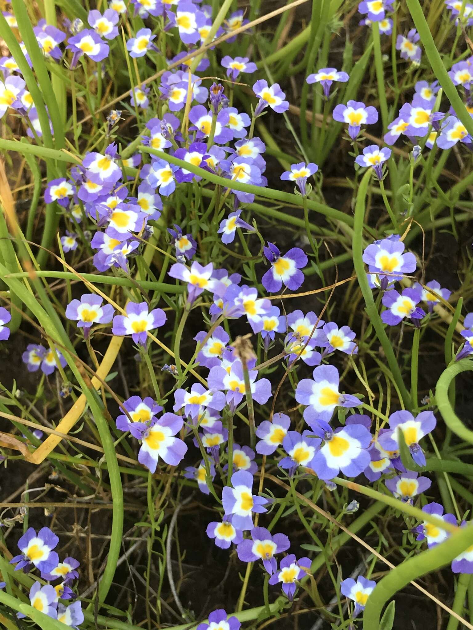 Image of Toothed Calico-Flower