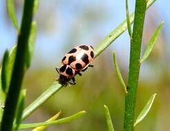 Image of Spotted Lady Beetle