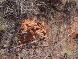 Image of Damaraland mole rat