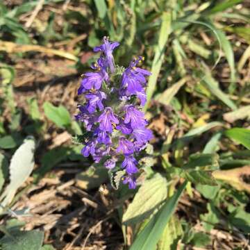 Слика од Ajuga genevensis L.