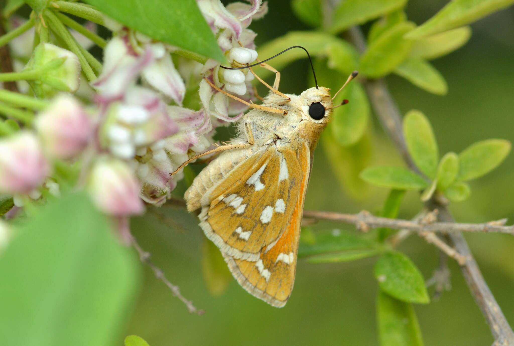 Image of Green Skipper