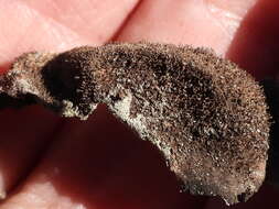 Image of hairy navel lichen