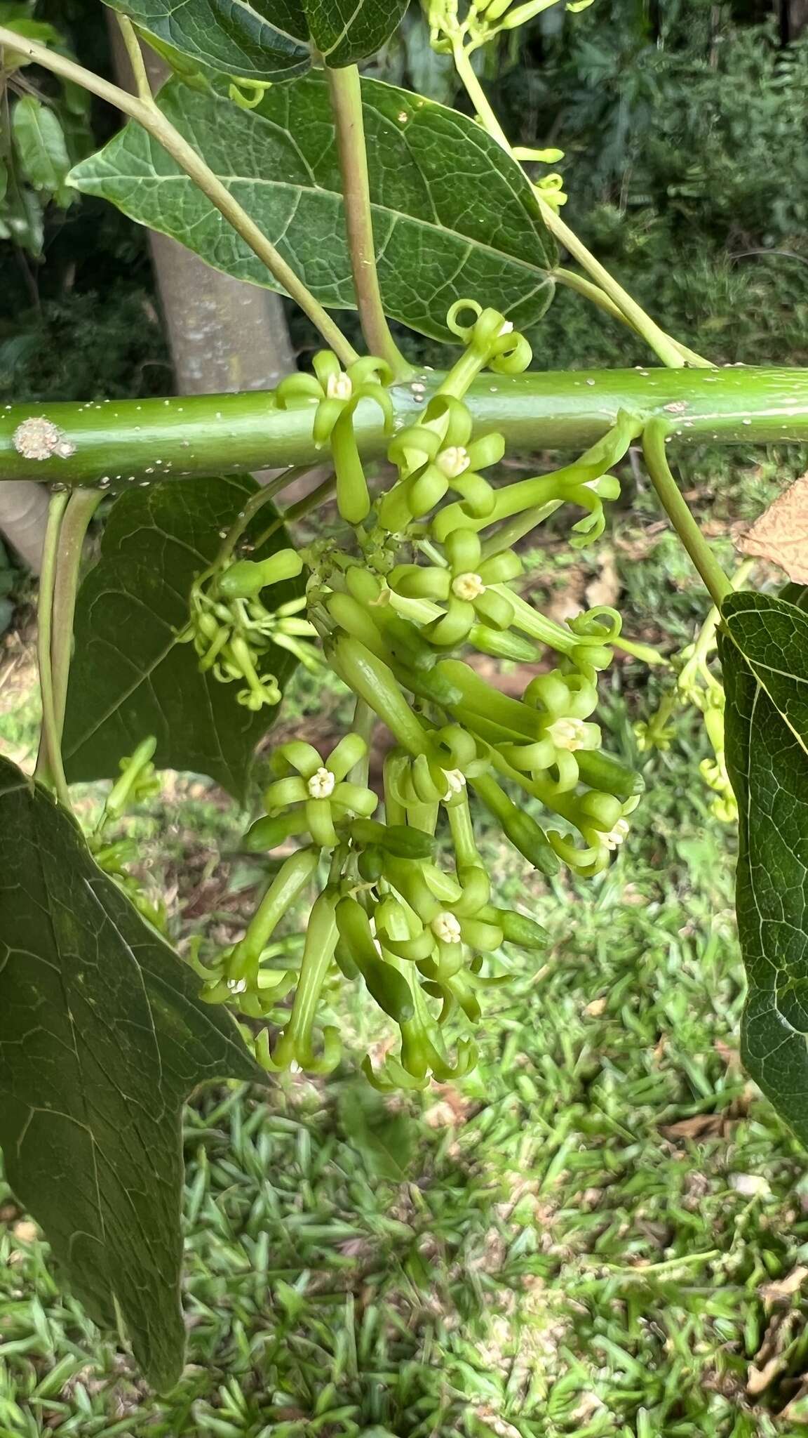 Image of oakleaf carica