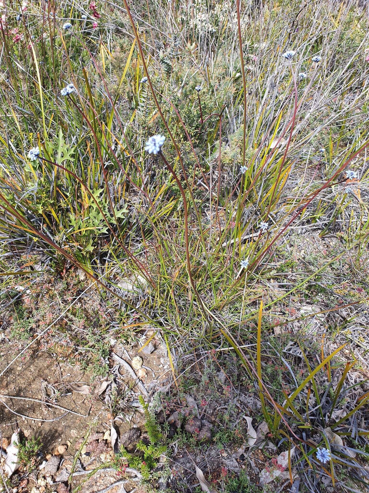 Image of Conospermum huegelii Endl.