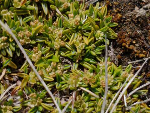 Image of Azorella filamentosa Lam.