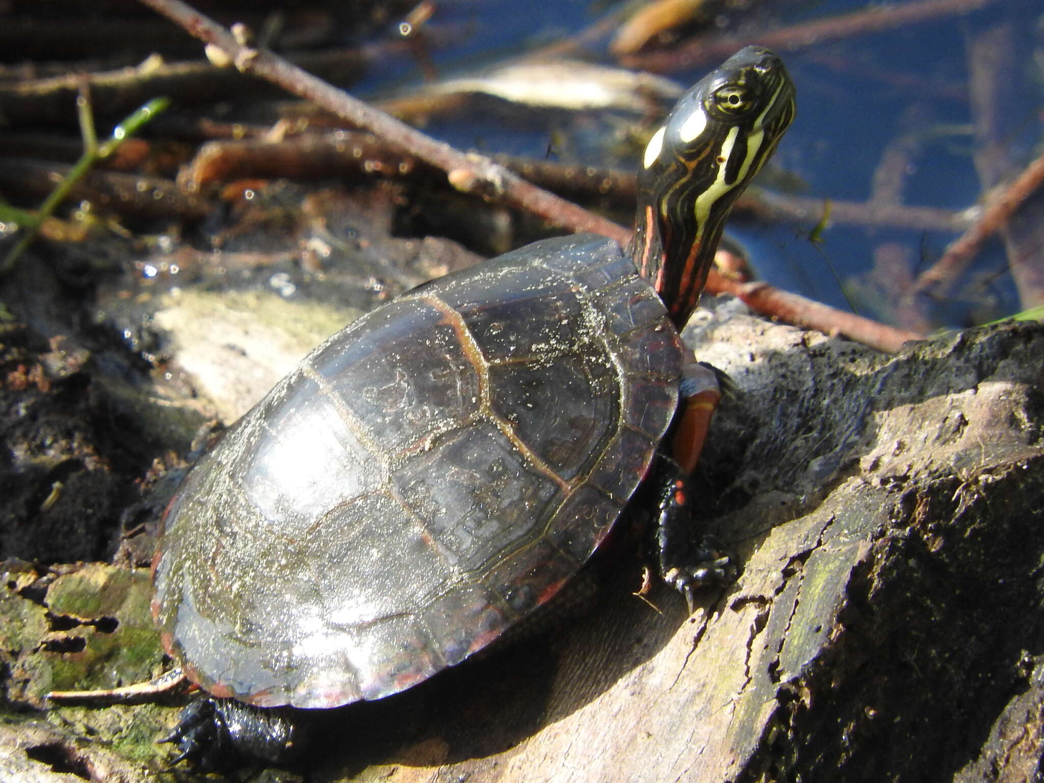 Image of Chrysemys picta bellii (Gray 1831)