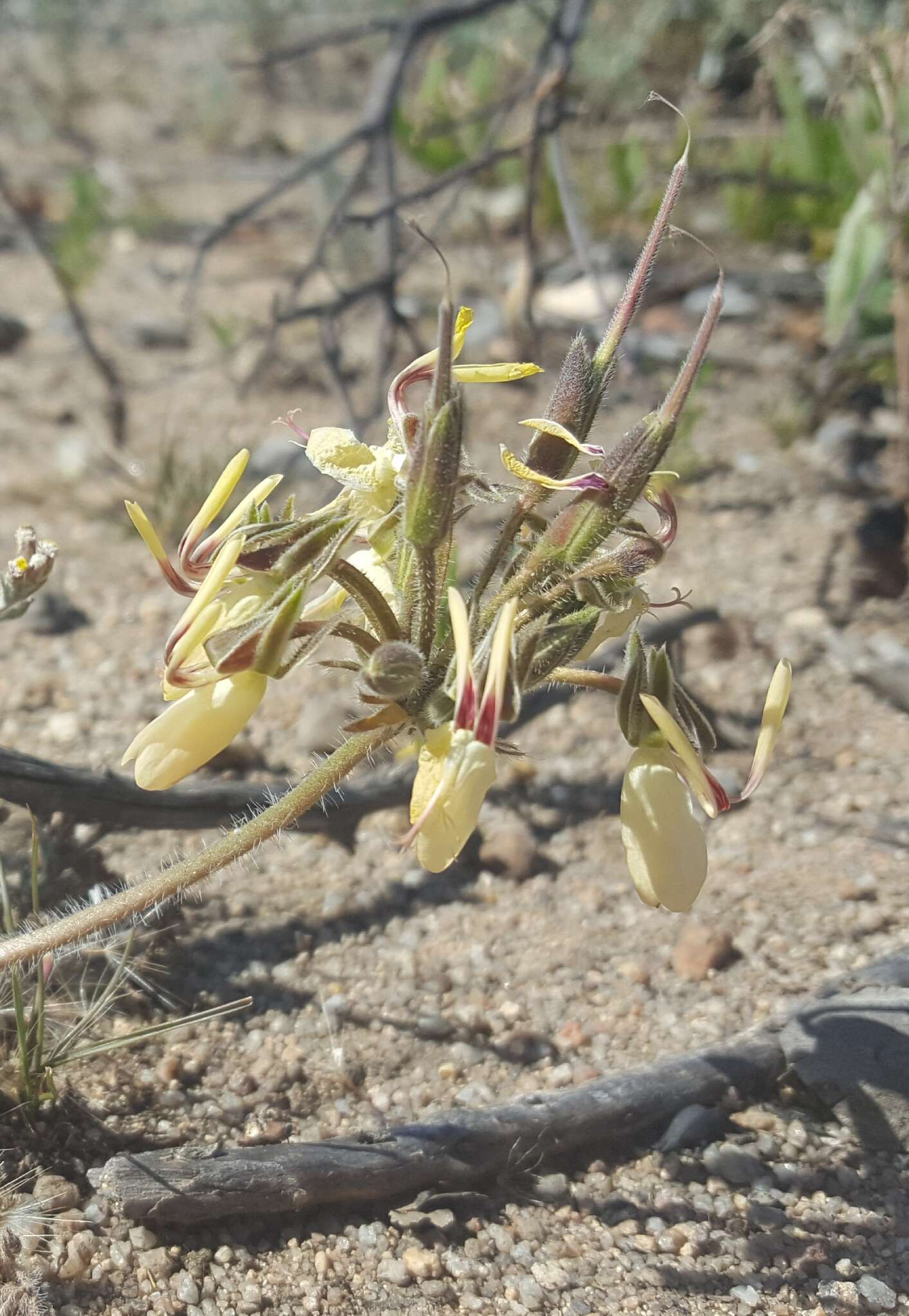 Image of Pelargonium rapaceum (L.) L'Her. ex Jacq.