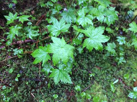 Image of stink currant