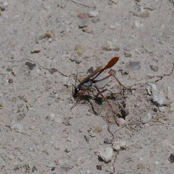 Слика од Ammophila aberti Haldeman 1852