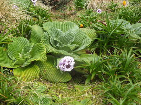 Image of Pleurophyllum speciosum Hook. fil.