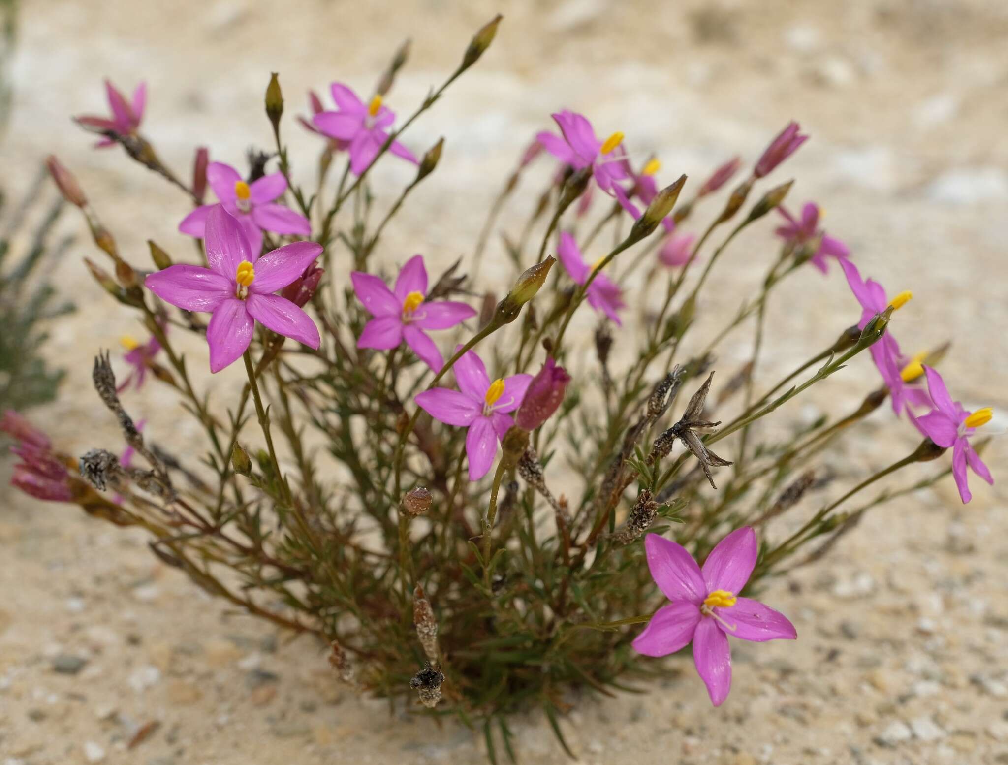 Image of Chironia tetragona L. fil.