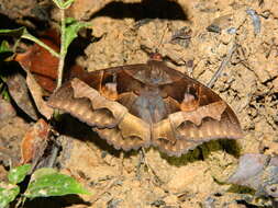 Image de Cyligramma fluctuosa Drury 1773