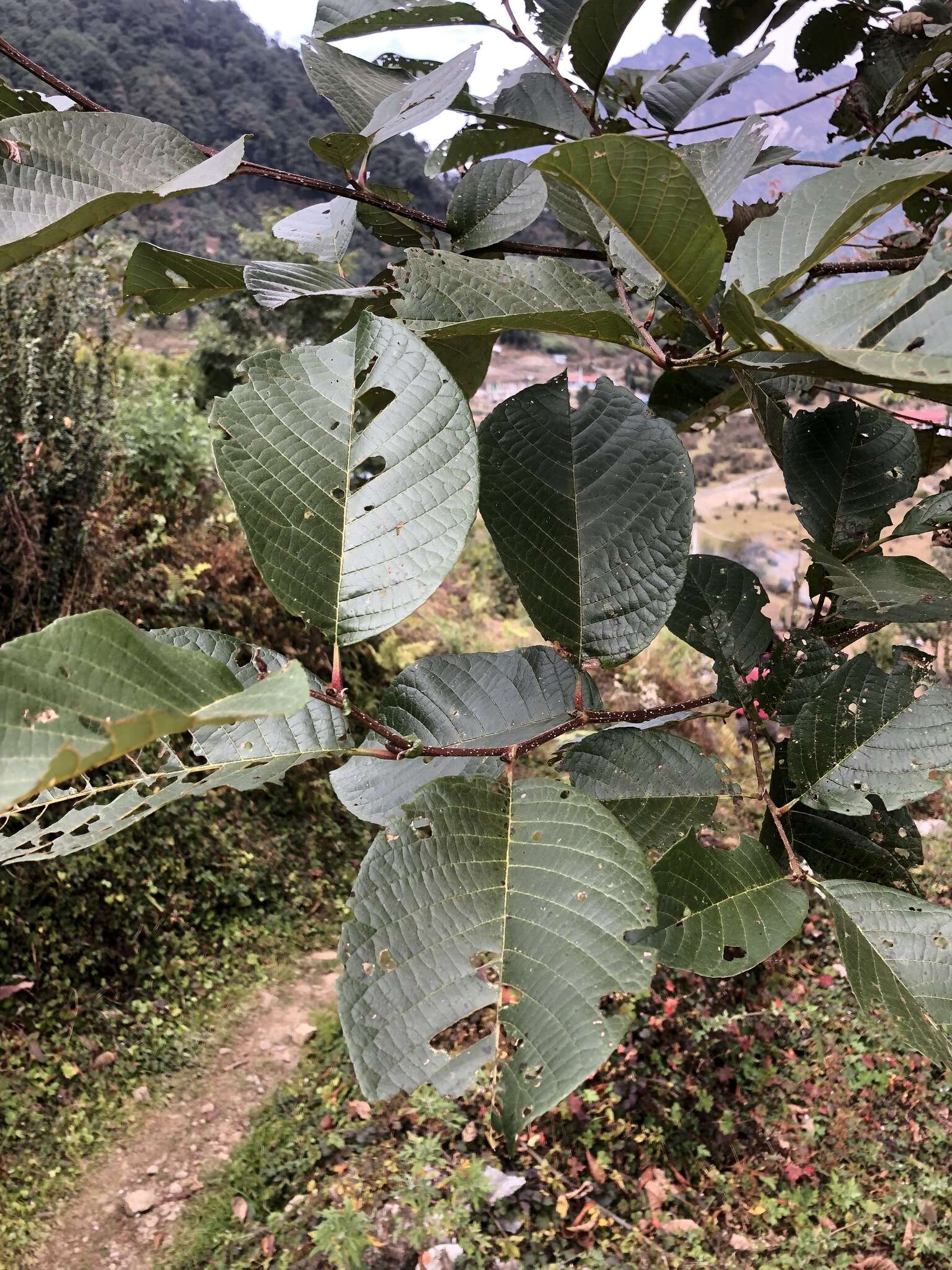 Plancia ëd Alnus nepalensis D. Don